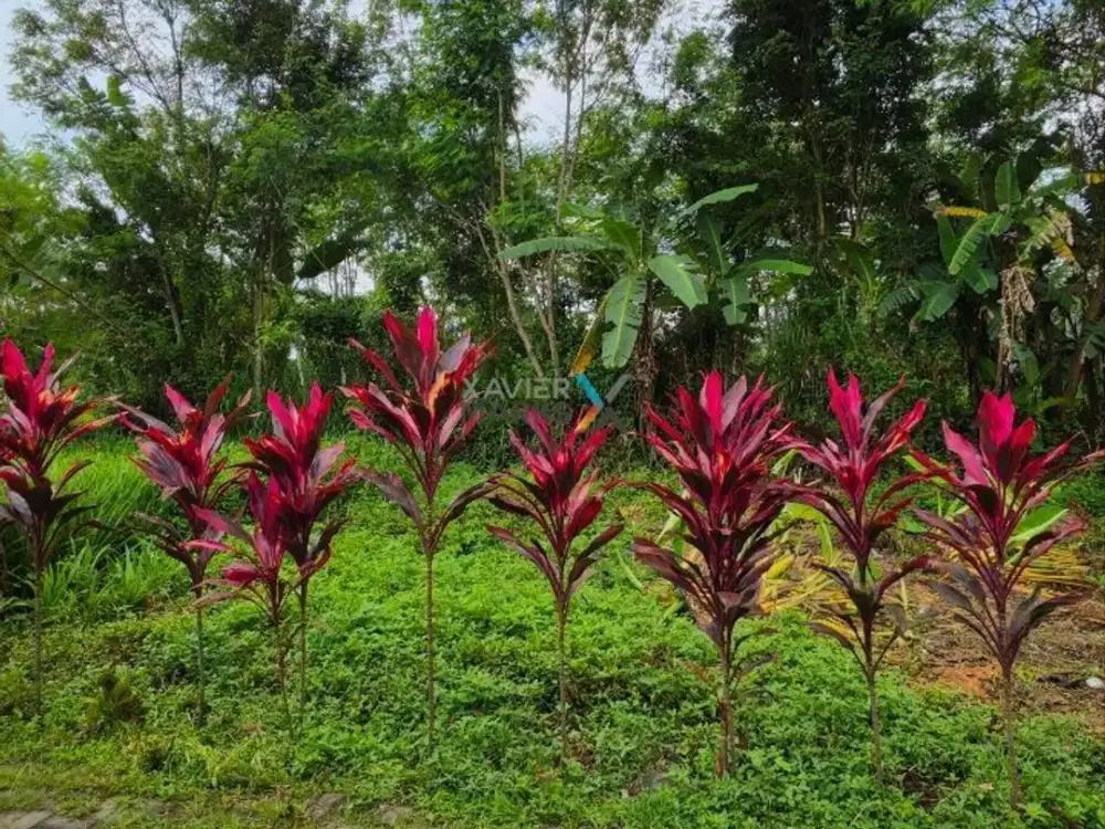 Dijual Tanah Kavling Siap Bangun di Jalan Lesanpuro Gg 12, Baran Sonosari, Kedungkandang Malang