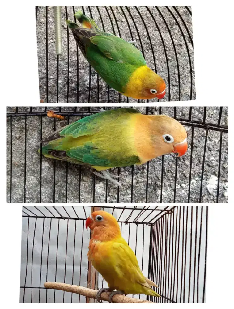 Burung Lovebird eksotis murah di Bandung boleh nego
