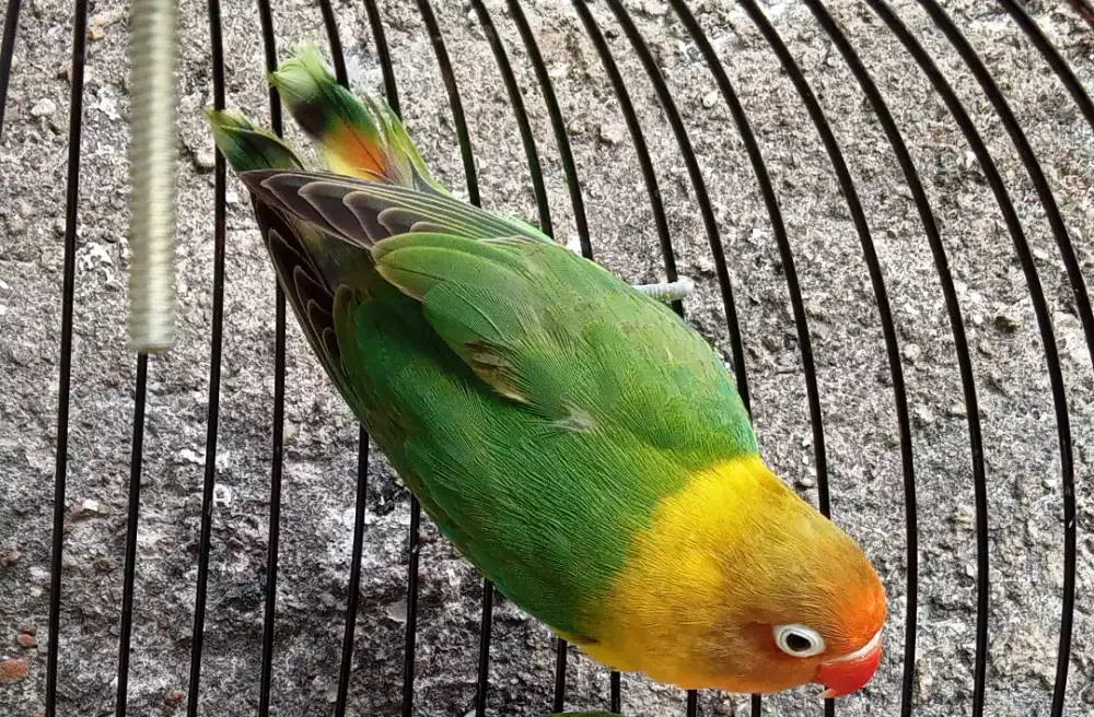 Burung Lovebird di Bandung siap kirim kerumahmu*