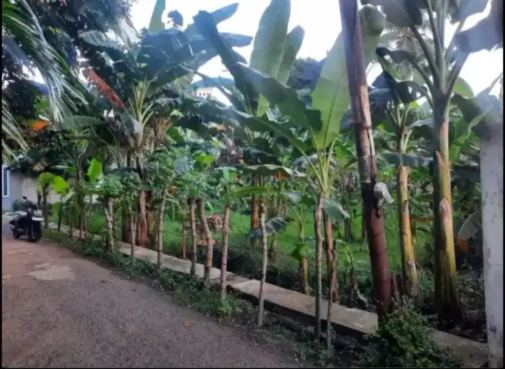Tanah Dijual 568 m2 Di Jln Politeknik Aceh Lr.M.Hasan Desa Pango Raya.