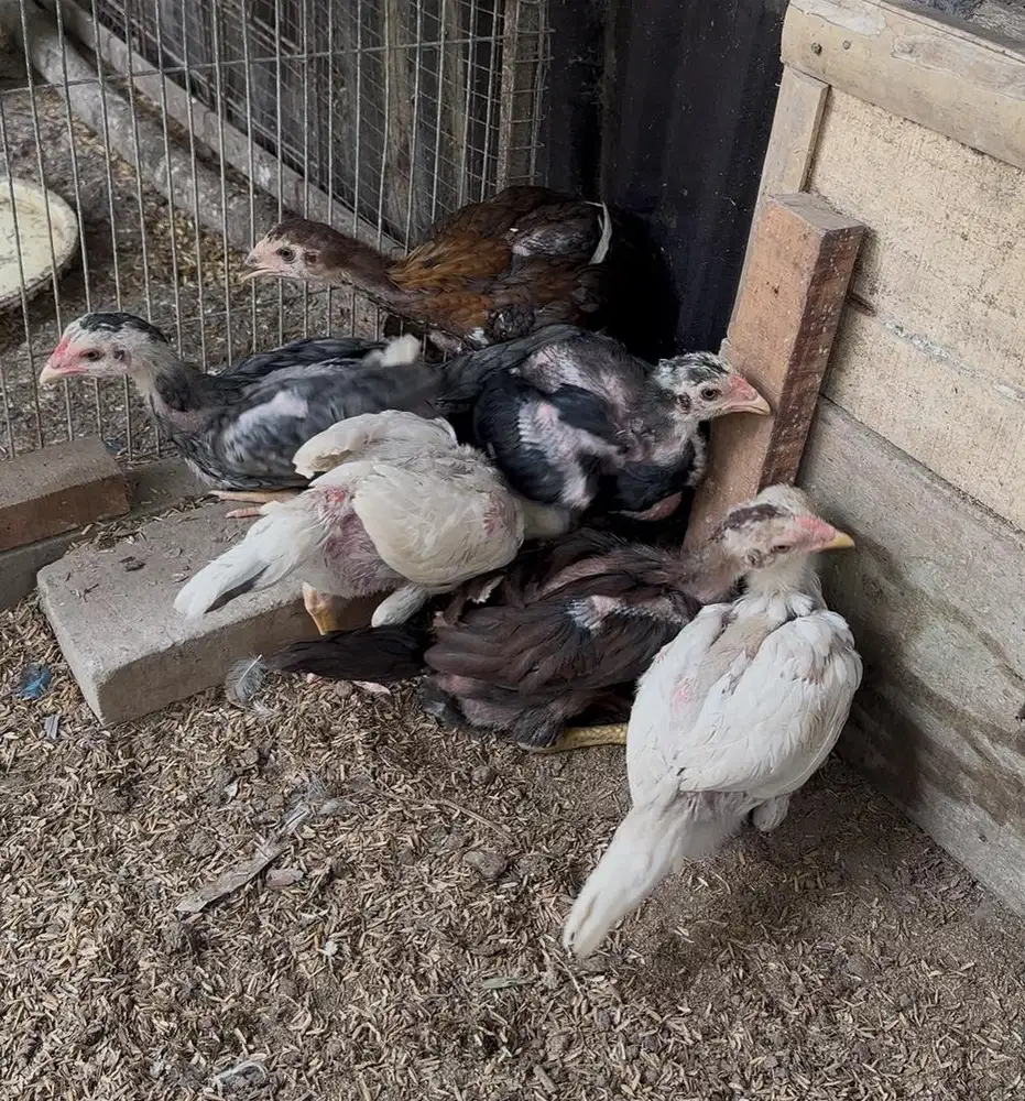 Jual Anakan ayam
