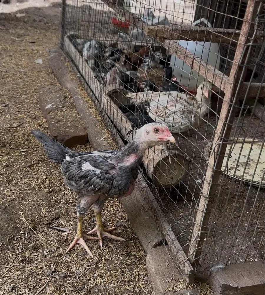 Jual Anakan ayam