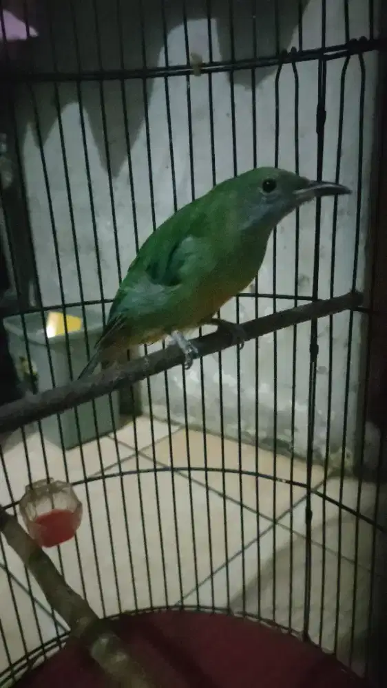 Murai batu betina
