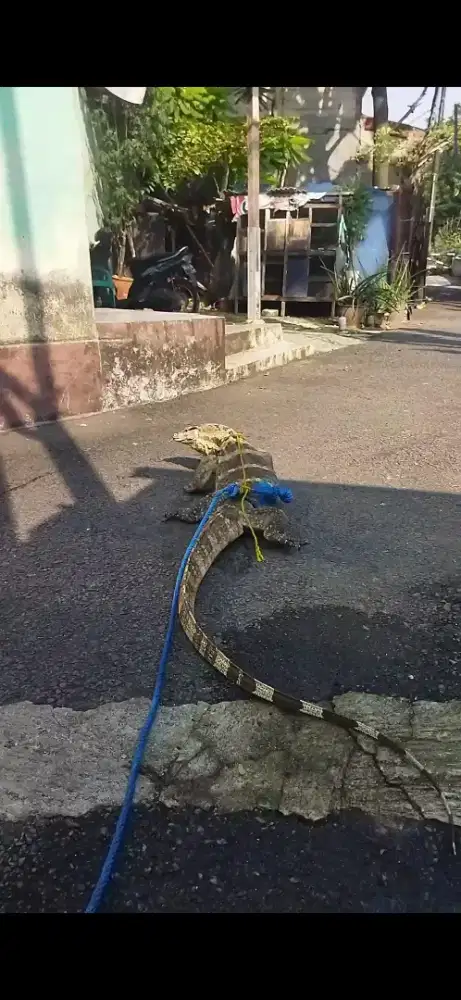 Biawak liar dari kali