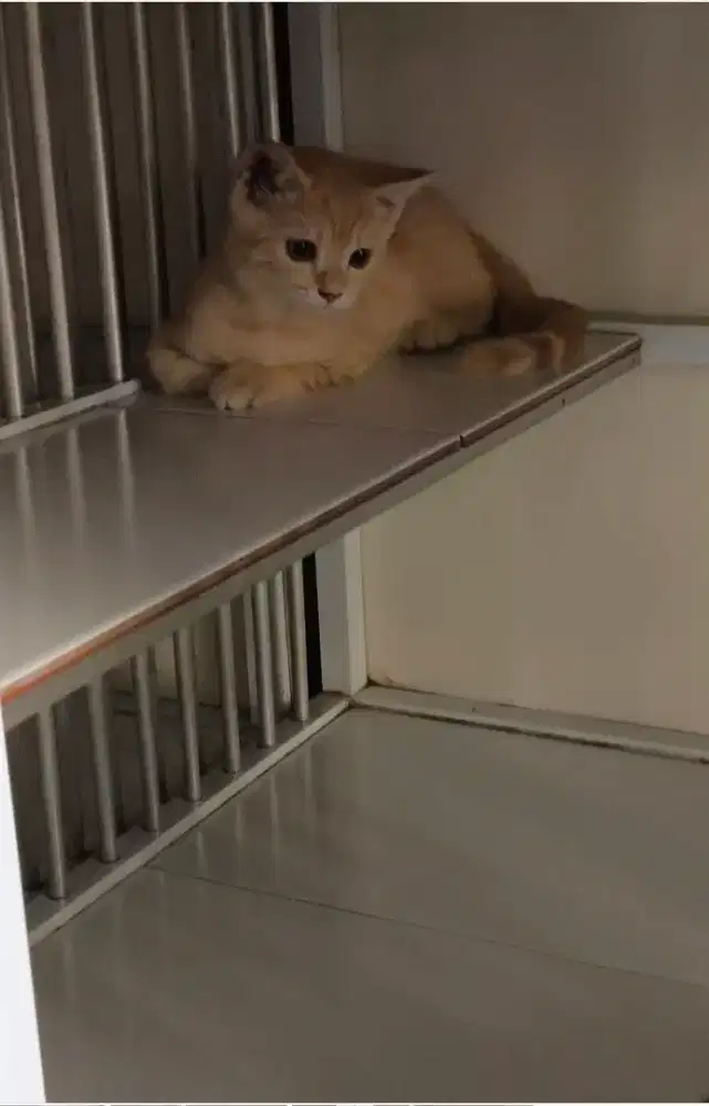 Bsh mix 3bulan jantan