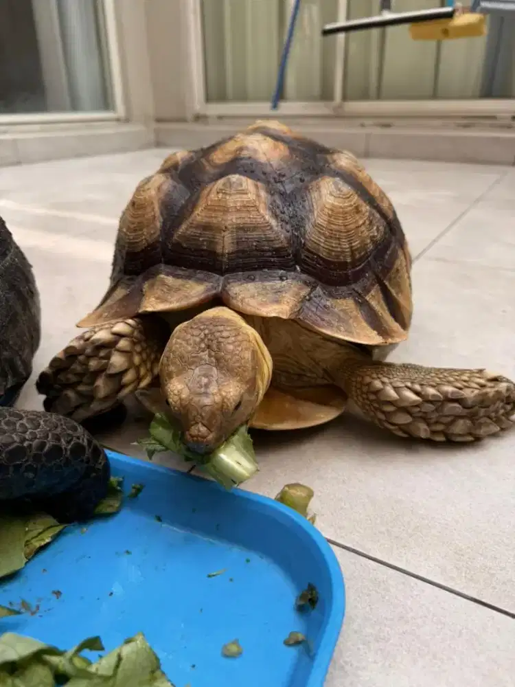 Kura-kura Sulcata