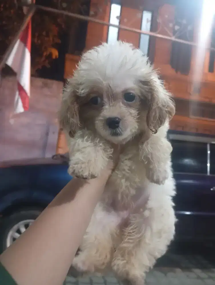 Anjing maltipo betina