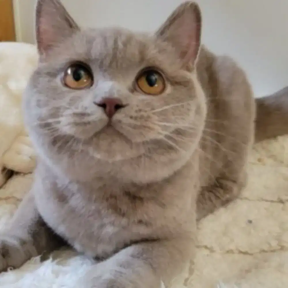 British shorthair betina