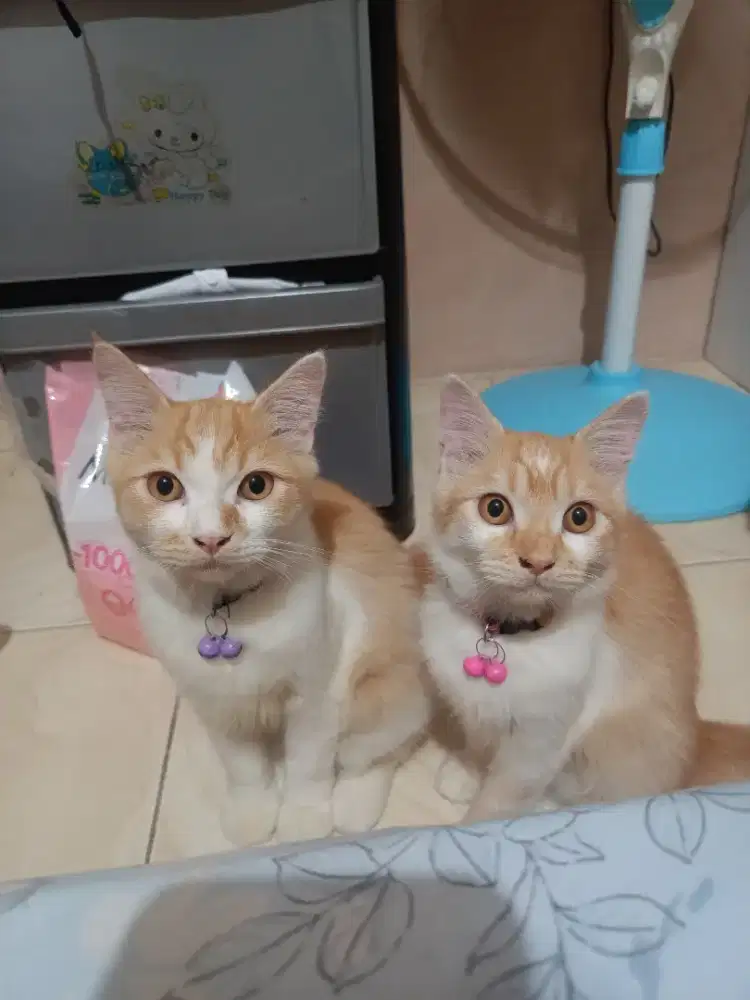 lepas adopsi sepasang persia mixdom 4 bulan