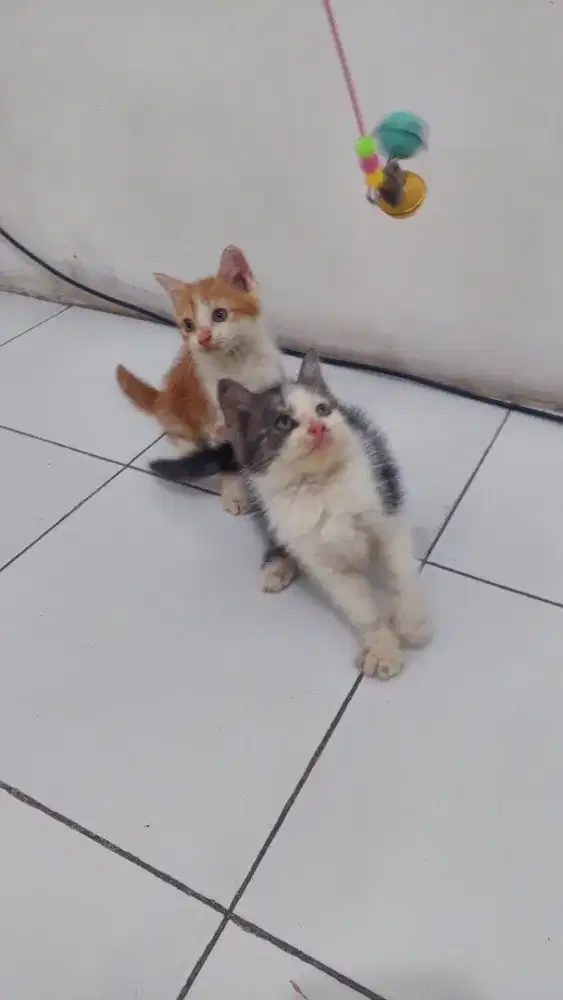 Anak kucing persia