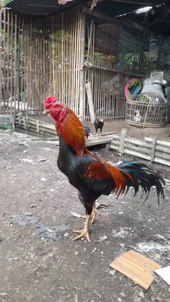 Ayam pejantan blasteran