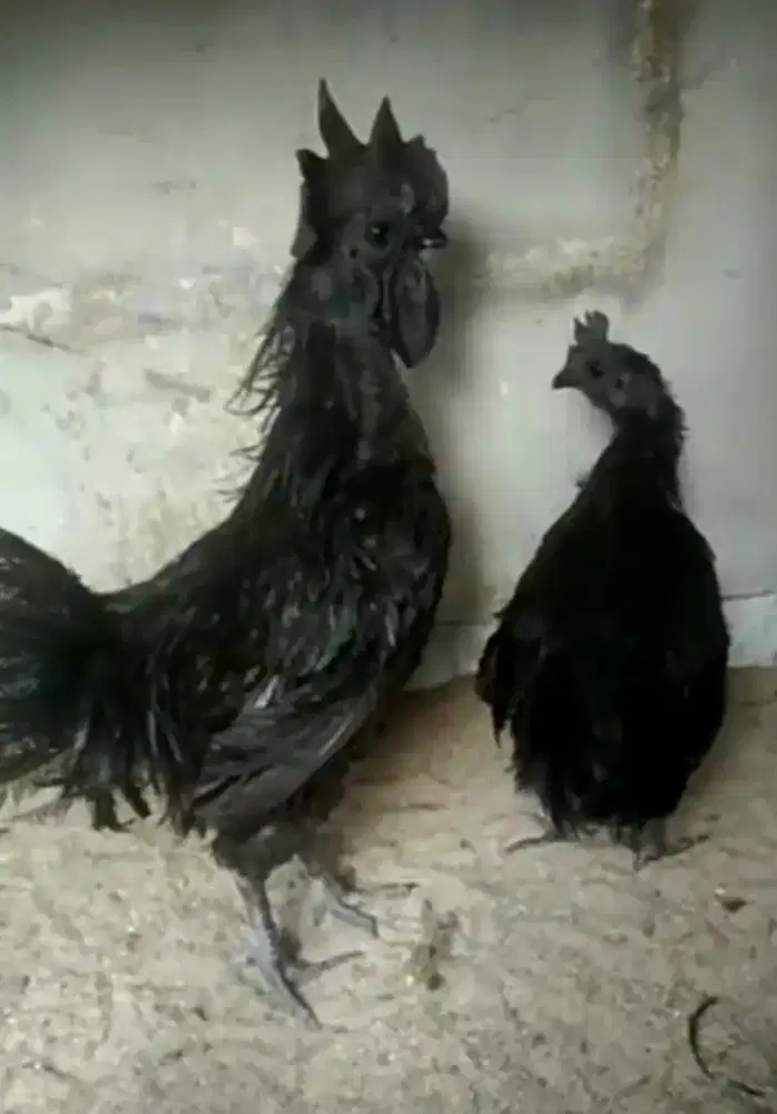 Ayam cemani lidah hitam sepasang produksi