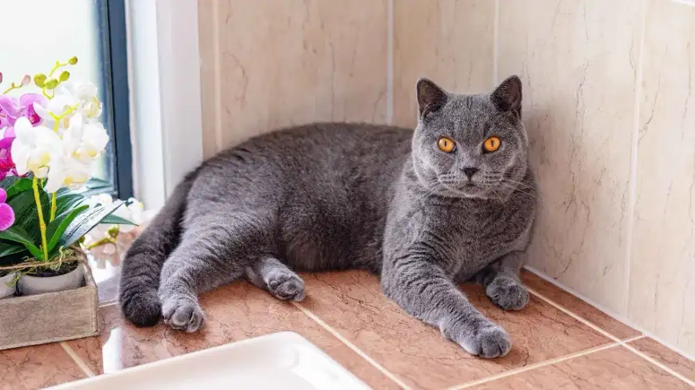 British shorthair betina proven