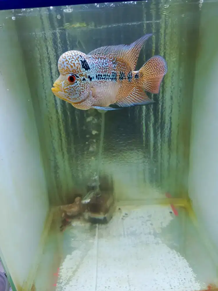 Ikan louhan cencu