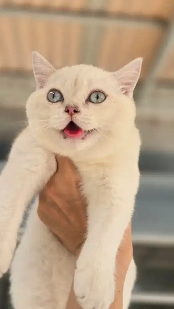 Kucing british shorthair bsh british shorthair