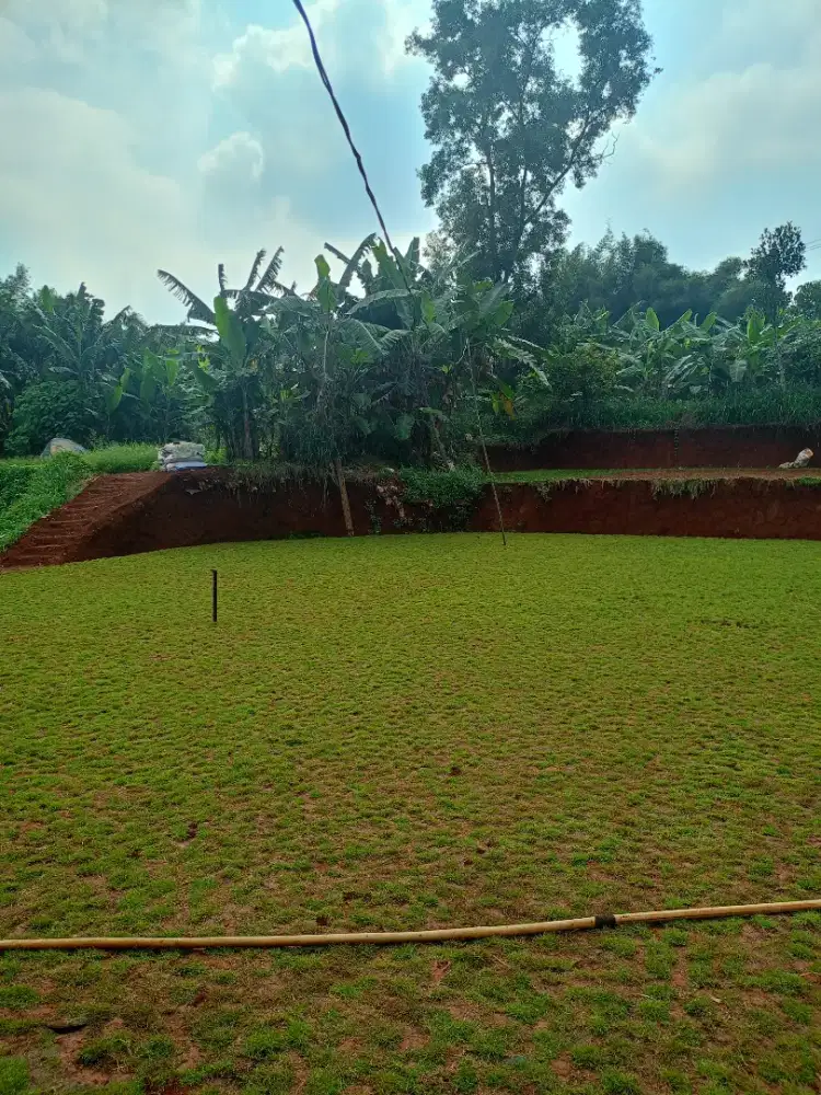 Jual rumput segar