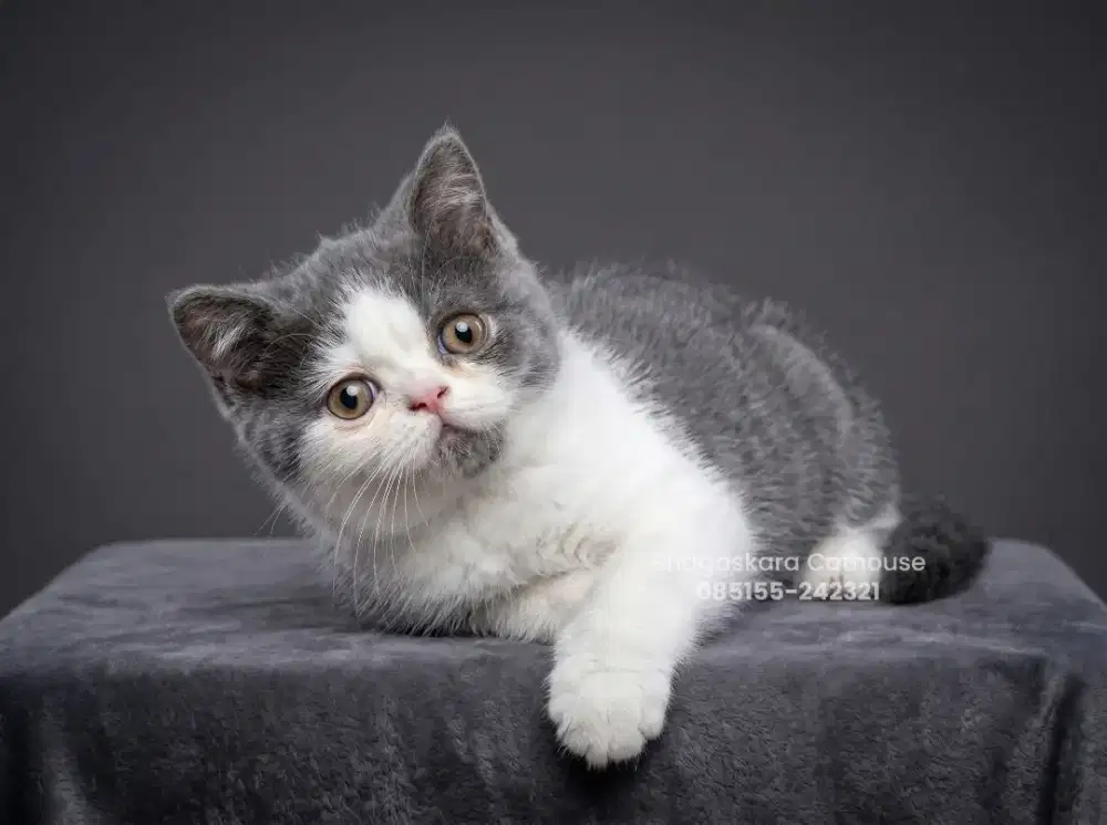 Kitten BSH Bico