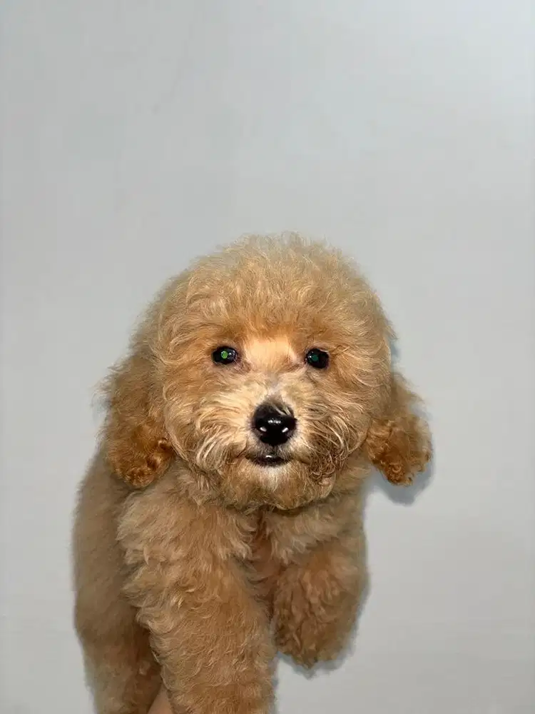 ANAK ANJING POODLE BETINA JANTAN