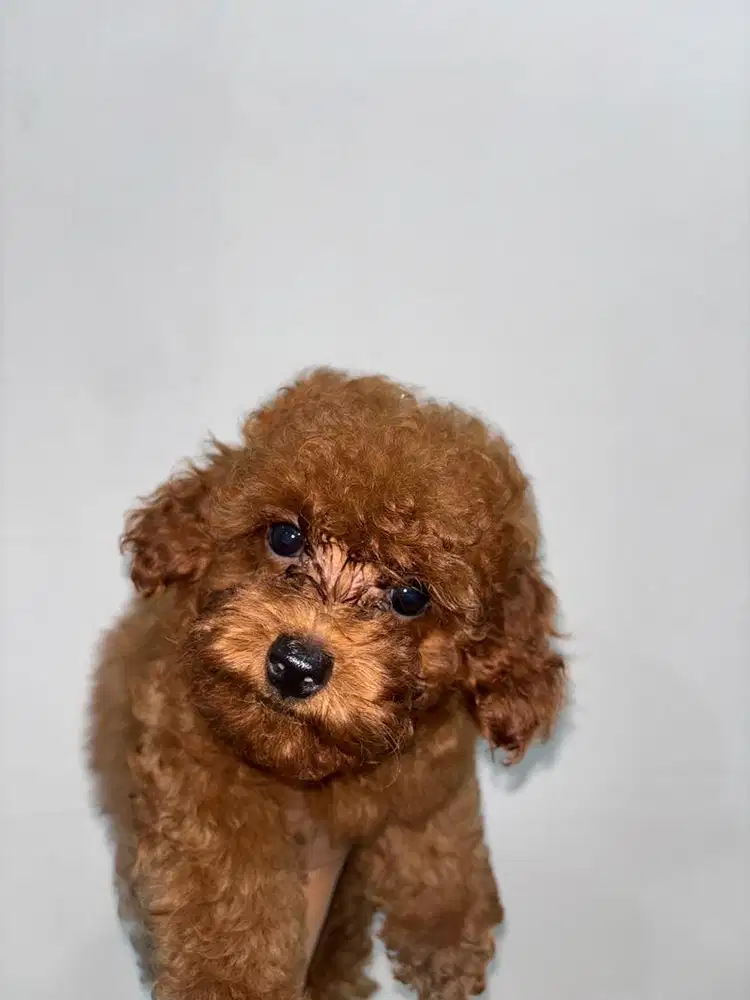 ANAK ANJING POODLE BETINA JANTAN