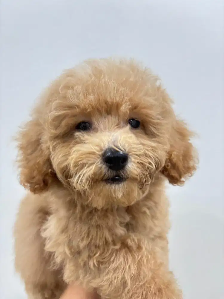 ANAK ANJING POODLE BETINA JANTAN