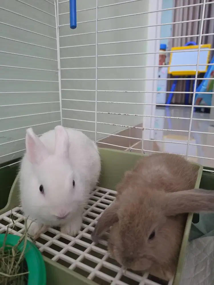Anak Kelinci (Holland Lop & Netherland Dwarf) + Kandang. Ready Adopt