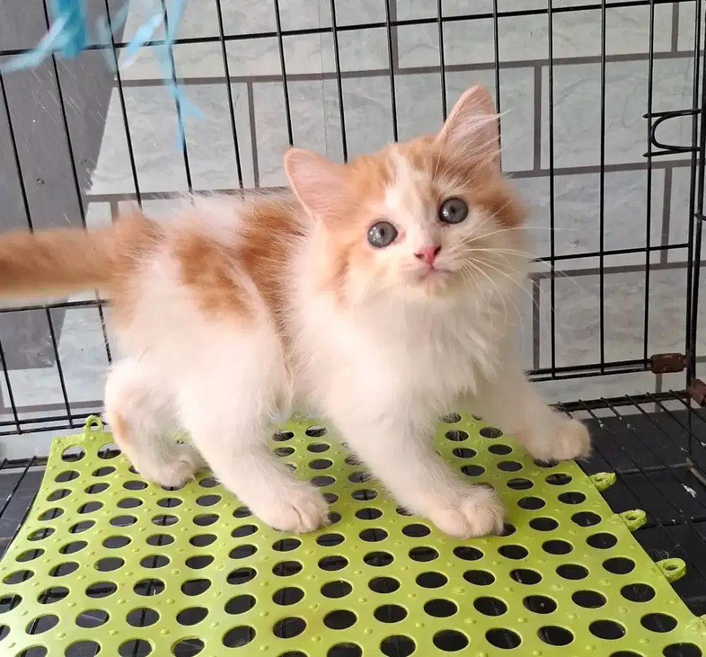 Anak kucing anggora/kitten persia betina/kucing rpersia betina