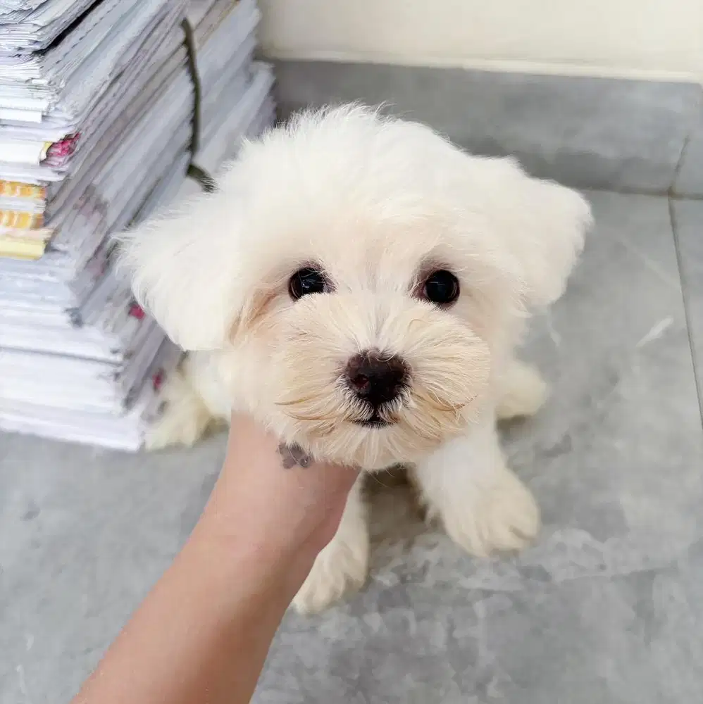 Maltese male murah