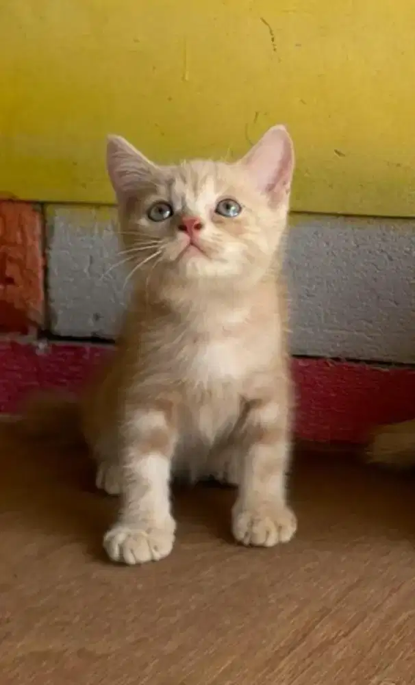 Anak kucing anggora/kitten persial  betina/kucing  persia jantan