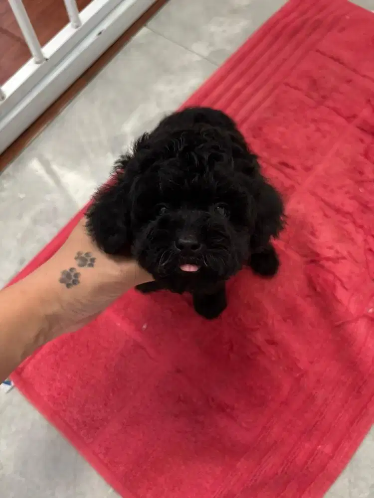 Black poodle murah
