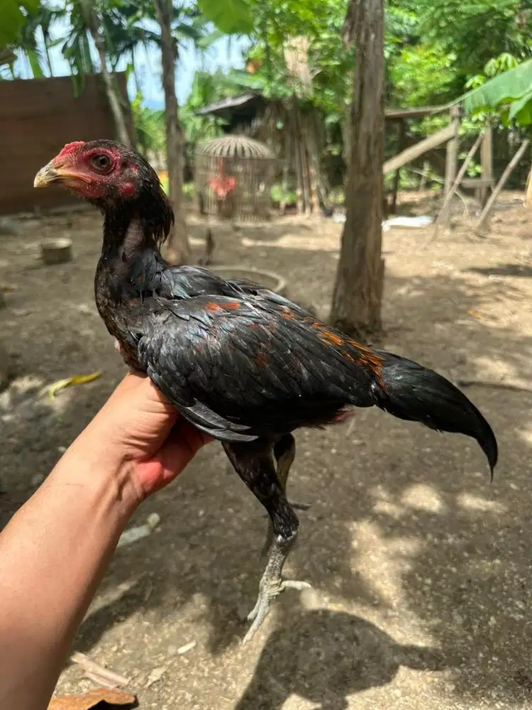 Ayam pakoy x mangon