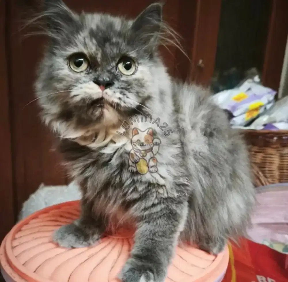 Kucing Persia Betina Abu-Abu