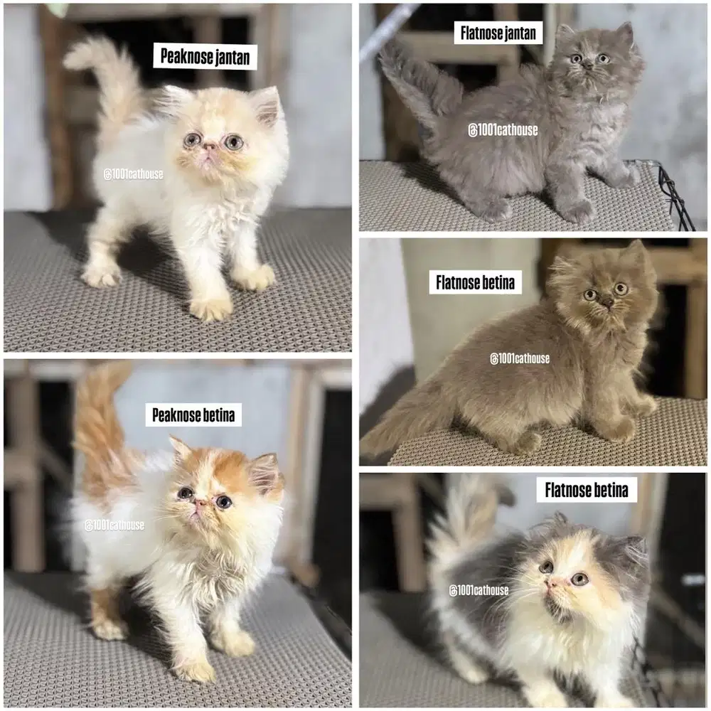 Kucing persia flatnose peaknose munchkin