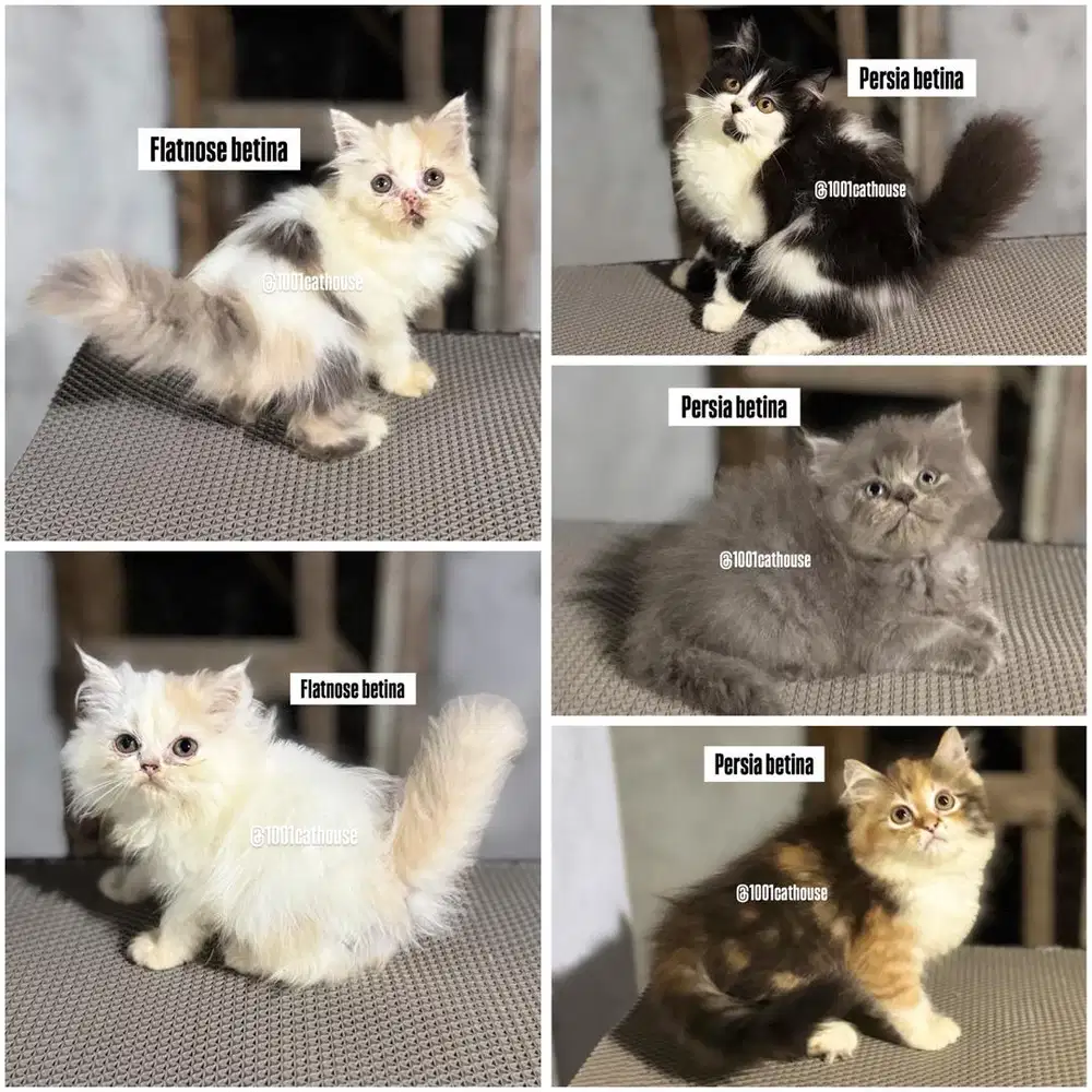 Kucing persia flatnose peaknose munchkin