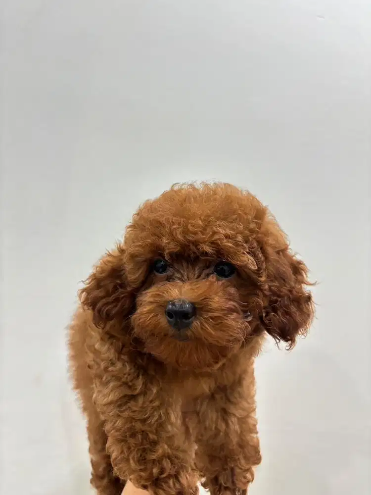 ANAK ANJING POODLE BETINA JANTAN