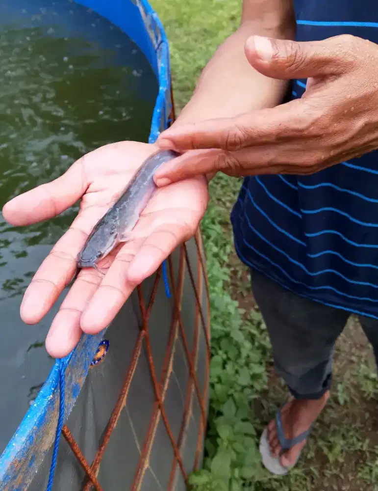 Jual Bibit ikan Lele Sangkuriang bisa satuan