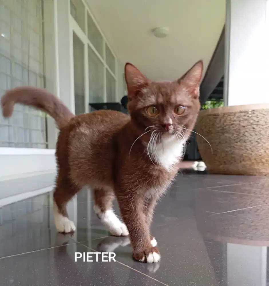 Bsh pure bicolour choco jantan usia 4,5bulan parents cinamon