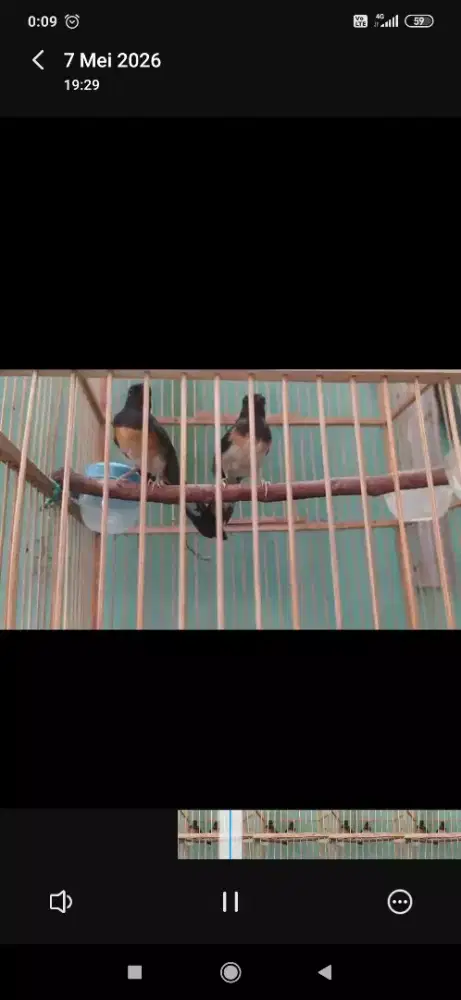 Muray batu betina split panda