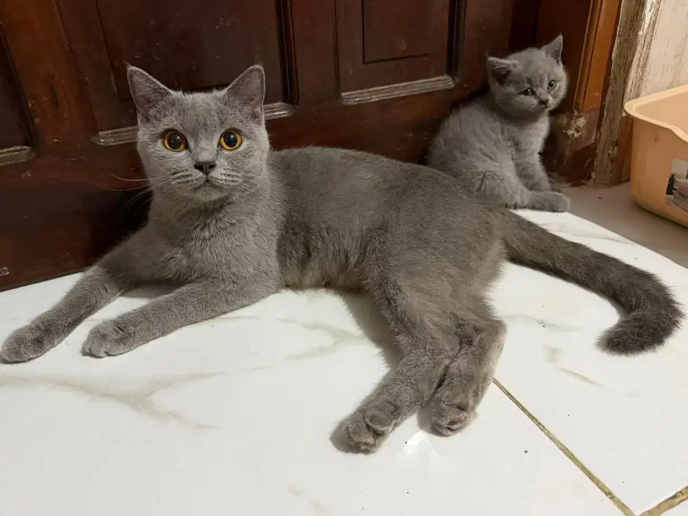 Dijual Borongan Kucing BSH (Pensiun) utamakan Breeder