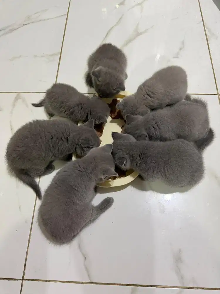Dijual Borongan Kucing BSH (Pensiun) utamakan Breeder