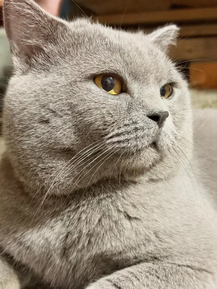 Dijual Borongan Kucing BSH (Pensiun) utamakan Breeder