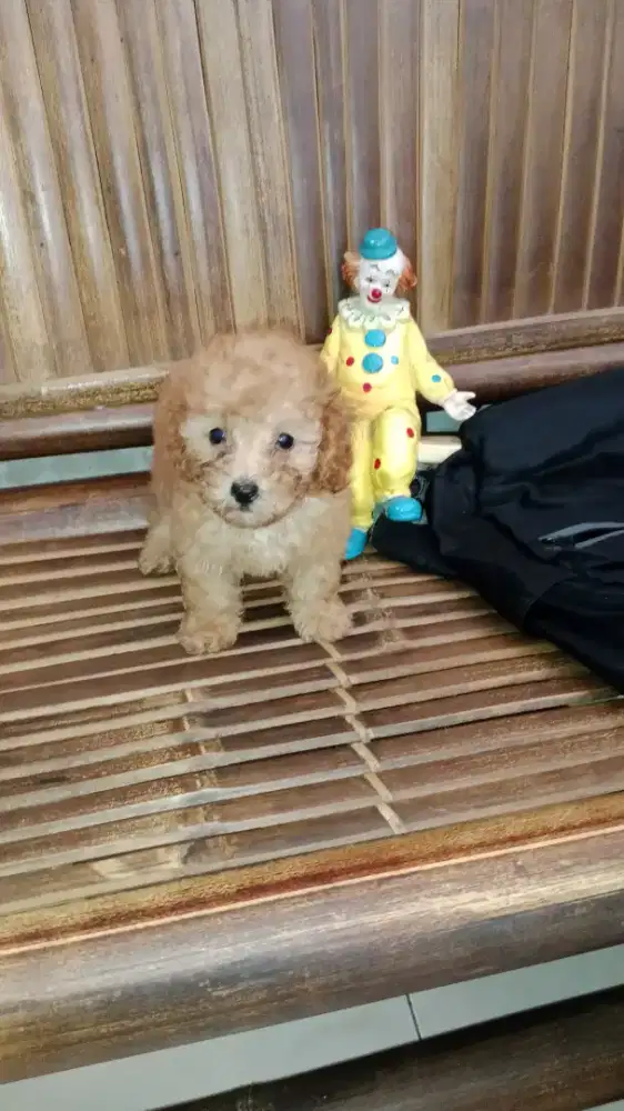 Tiny poodle betina