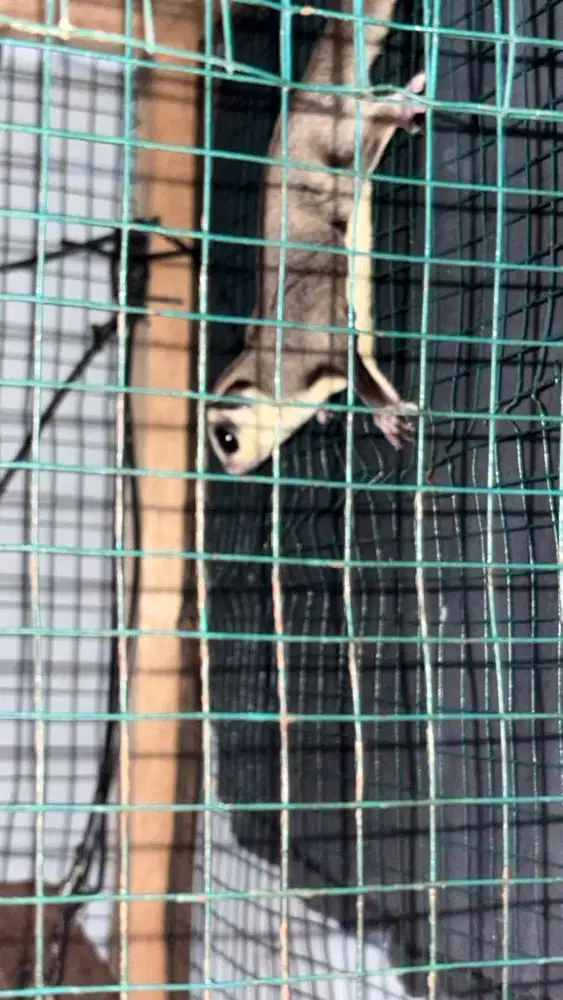Jual sugar glider 6 biji dan kandang borongan
