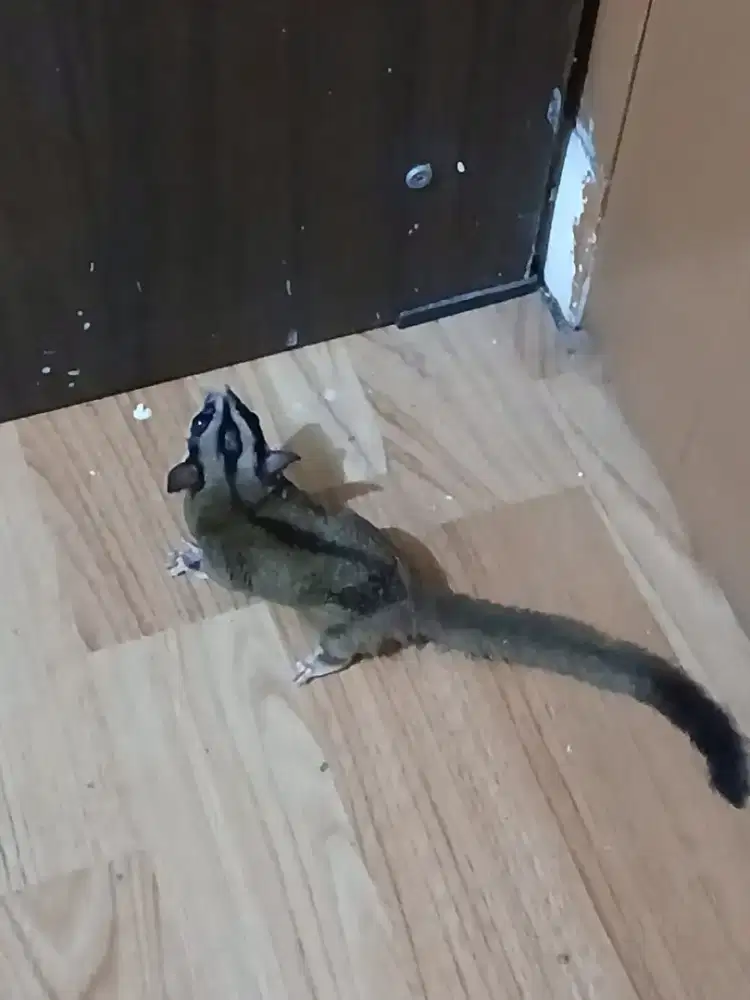 Dijual cepet aja sugar glider classic grey jinak aktif