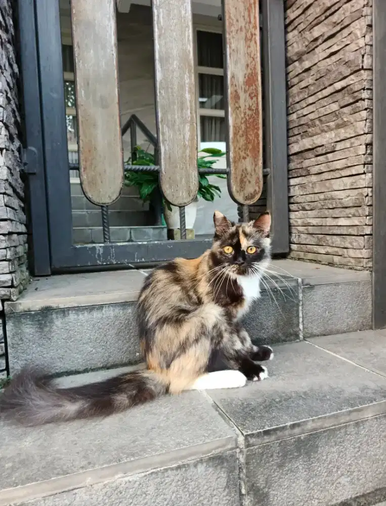 Persia Longhair