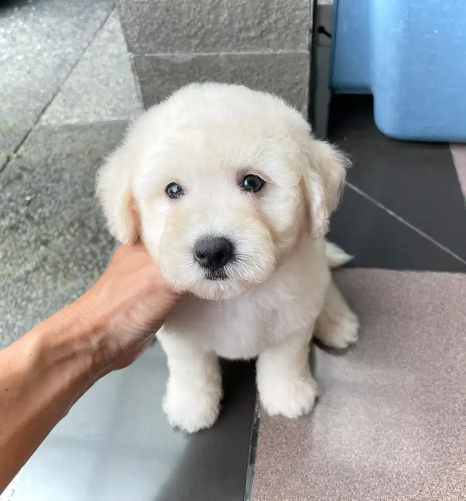 Bichon frise jantan