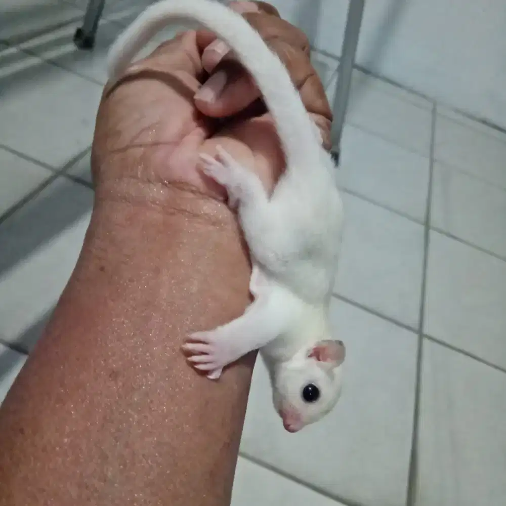 Sugar glider leucistik betina 1.5 bln