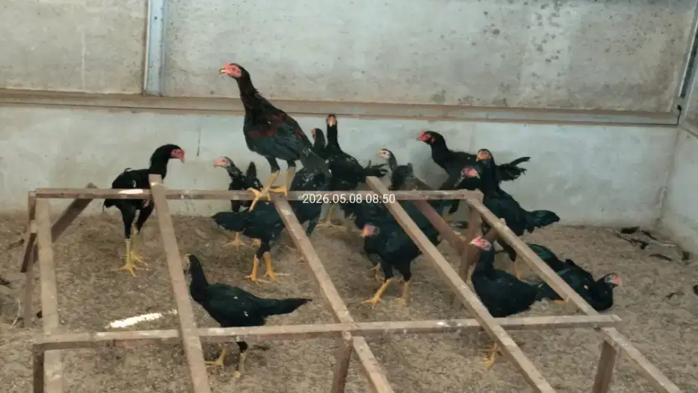 Jual ayam Bangkok mangon