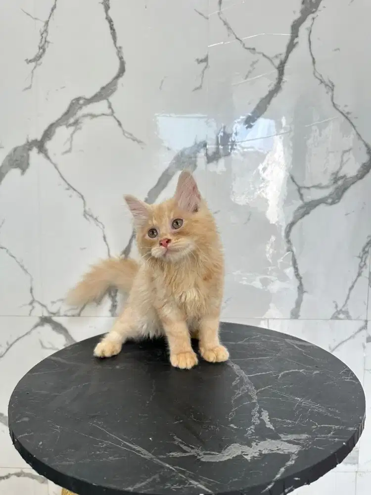 Kucing persiannnnn