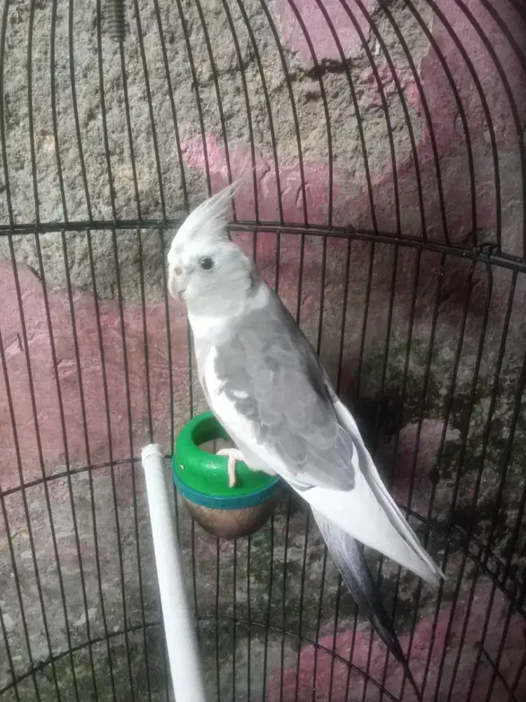 jual burung palek Australi gacor udah pintar