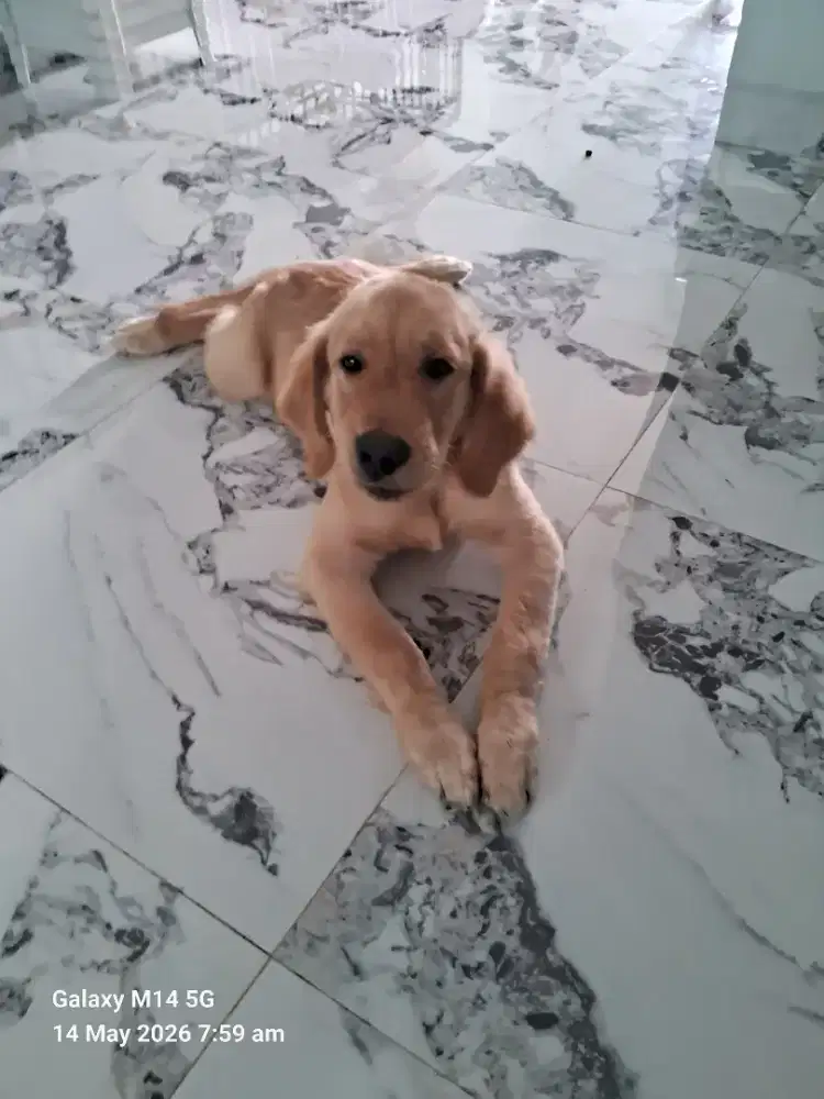 Dijual Golden Retriever
